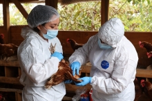 SAG confirma nuevos casos de influenza aviar en traspatios en Magallanes y Maule y refuerza llamado a la prevención