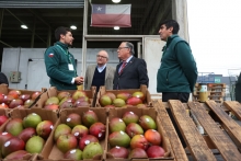 Ministerio de Agricultura encabeza jornada de fiscalización por mosca de la fruta en Mercado Mayorista Lo Valledor