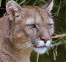 Puma concolor imagen referencial