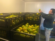 SAG Tarapacá autoriza primer tratamiento cuarentenario en frío para movilizar fruta desde un área regulada por mosca de la fruta