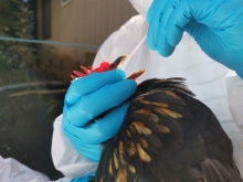 SAG informa caso positivo de influenza aviar en aves de traspatio en Corral