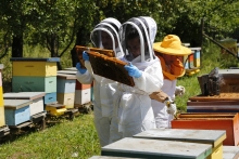 Aumenta número de apicultores/as  registrados en el SAG