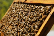 Atención apicultores y apicultoras de zonas afectadas por inundaciones