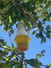 SAG Tarapacá pone fin a la cuarentena por mosca de la fruta en Matilla 
