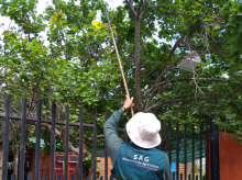 SAG inicia campaña de erradicación de mosca de la fruta en Copiapó