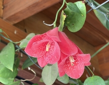 SAG Biobío fiscaliza vivero de copihues