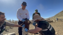 Rebaños de animales comienzan a regresar desde las veranadas en la provincia de Biobío