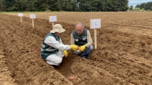 SAG realiza ensayo de nuevas variedades de papa en la provincia de Arauc