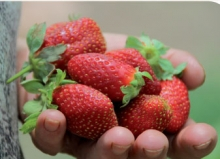 SAG trabaja con viveros para que productores dispongan de plantas sanas de frutillas en el más breve plazo