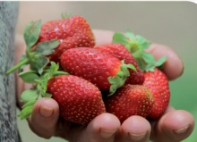 SAG autoriza primera partida de plantas de frutillas tratadas y libres de nematodo