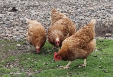 Influenza Aviar: SAG Los Lagos refuerza llamado a fortalecer la bioseguridad en la crianza de aves por nuevos casos en la región