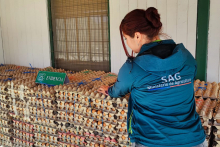 En control de Quillagua decomisan 16.000 unidades de huevo de gallina 