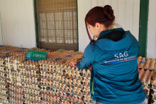 En control de Quillagua decomisan 16.000 unidades de huevo de gallina