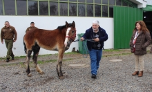 Tras cuatro meses de tratamiento dan de alta a último equino quemado en incendios forestales de Ñuble