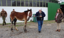 Tras cuatro meses de tratamiento dan de alta a último equino quemado en incendios forestales de Ñuble 