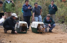 Enmarcada dentro del calendario de actividades de celebración de los 10 años de vida de la Reserva Costera Valdiviana, autoridades del SAG, CONAF, la Seremi de Agricultura y The Nature Conservancy realizaron la liberación de dos pudúes que se encontraban en rehabilitación en el Centro de Rehabilitación de Fauna Silvestre (CEREFAS) de la Universidad Austral luego de haber sido atacados por perros.