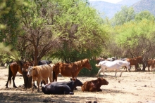 El Servicio Agrícola y Ganadero de la Región de Valparaíso realiza un llamado a los ganaderos (as) y a los transportistas para que cumplan los requisitos que establece el Programa Oficial de Trazabilidad Animal. El Ministerio de Agricultura, a través del SAG, recuerda que es obligatorio el uso del Formulario de Movimiento Animal para todos los movimientos entre establecimientos pecuarios.