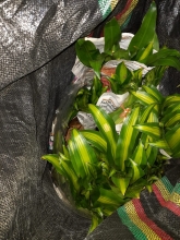SAG Tarapacá intercepta en Colchane más de 100 plantas ornamentales de ingreso clandestino
