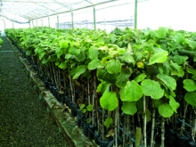 SAG refuerza medidas fitosanitarias para prevenir la Psa en los viveros