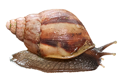 Caracol africano