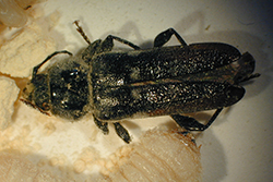 Forestal - Hylotrupes bajulus Linnaeus (Coleoptera: Cerambycidae). Barrenador europeo de las casas