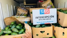 Fiscalización SAG descubre nuevo centro de acopio clandestino con mangos y paltas foráneas